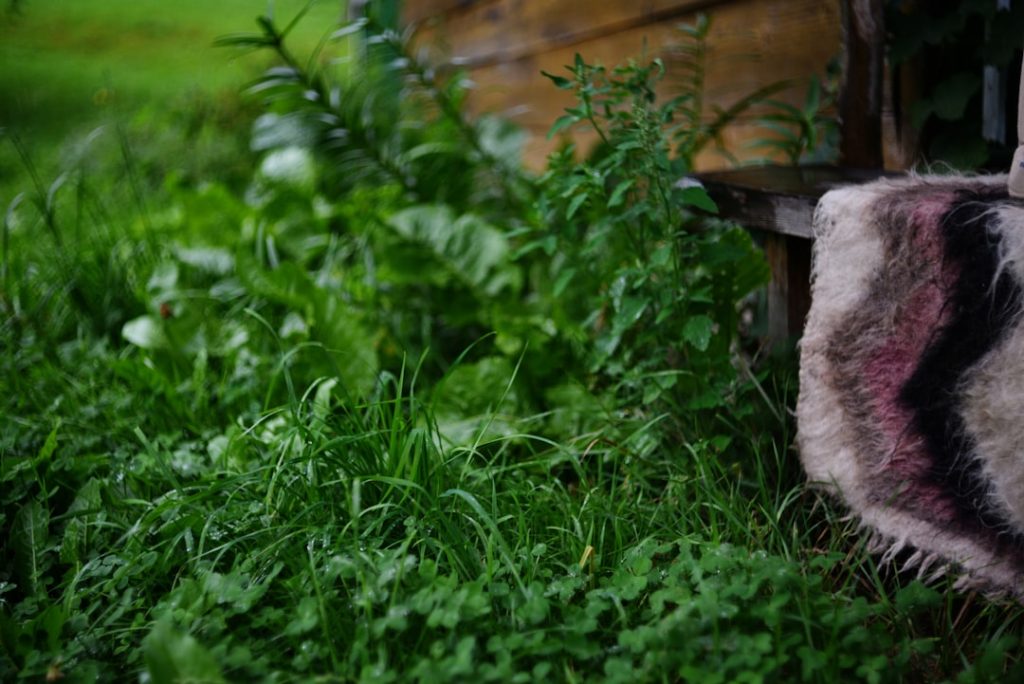 Wat leeft er in dat hol in je tuin? Alles over de steenmarter en andere graafdieren